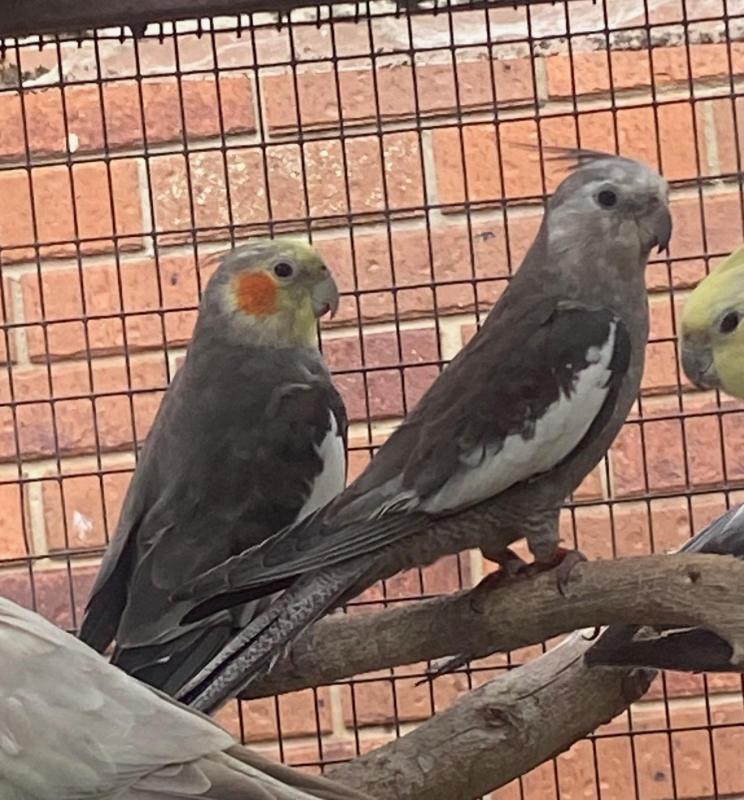 GREG spilt olive & whiteface split olive cockatiels