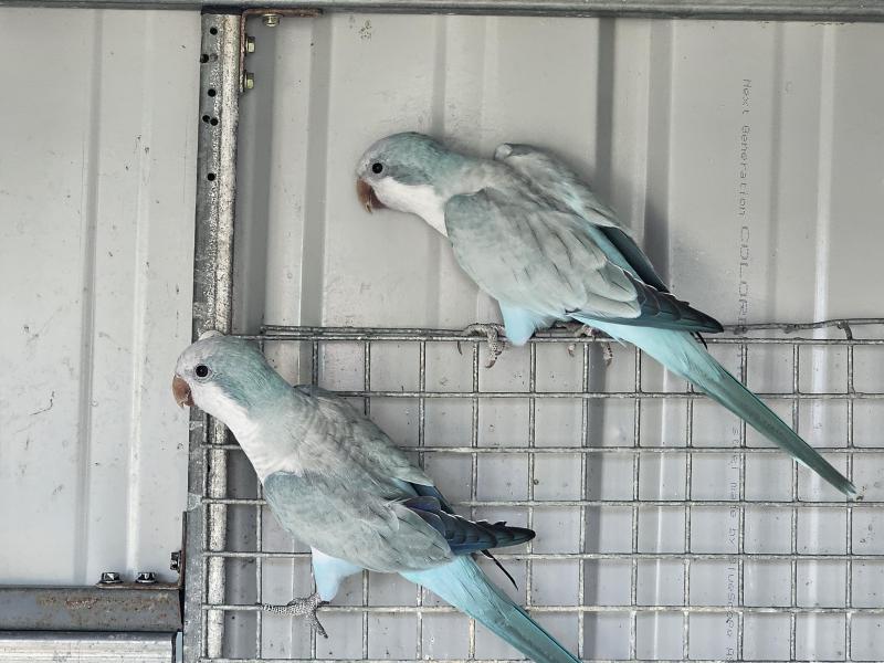 Bonded Pair Opaline Quakers