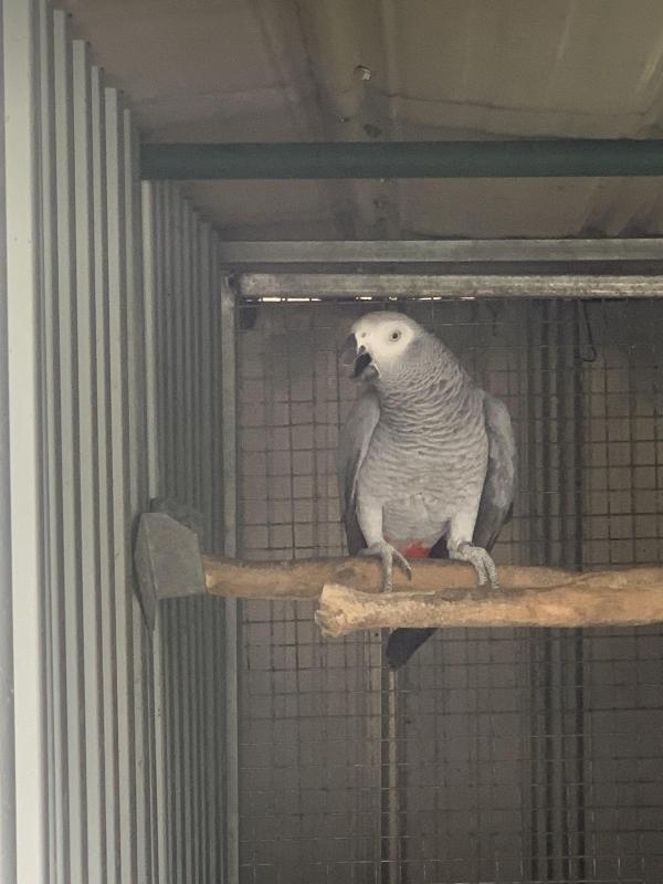 African Grey Female Mature