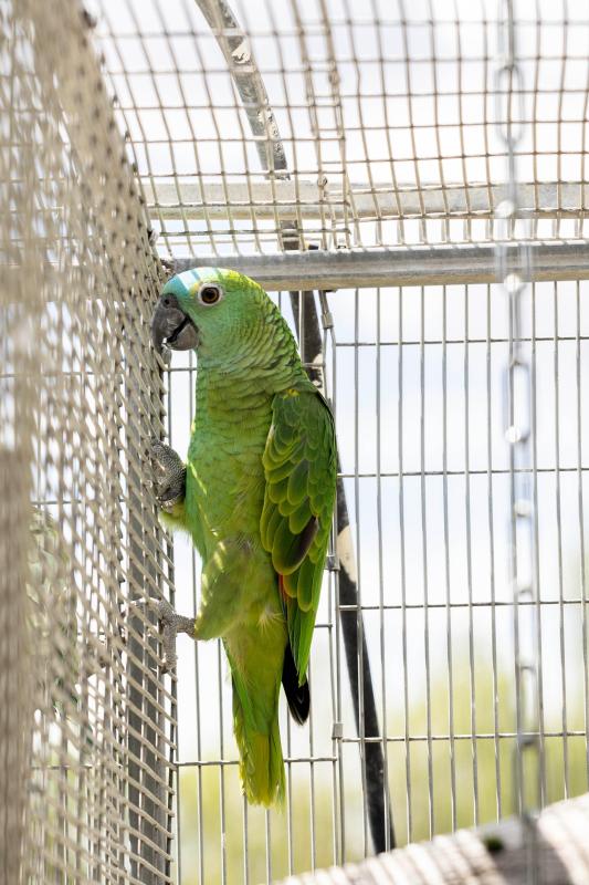Blue Fronted Amazon Hen