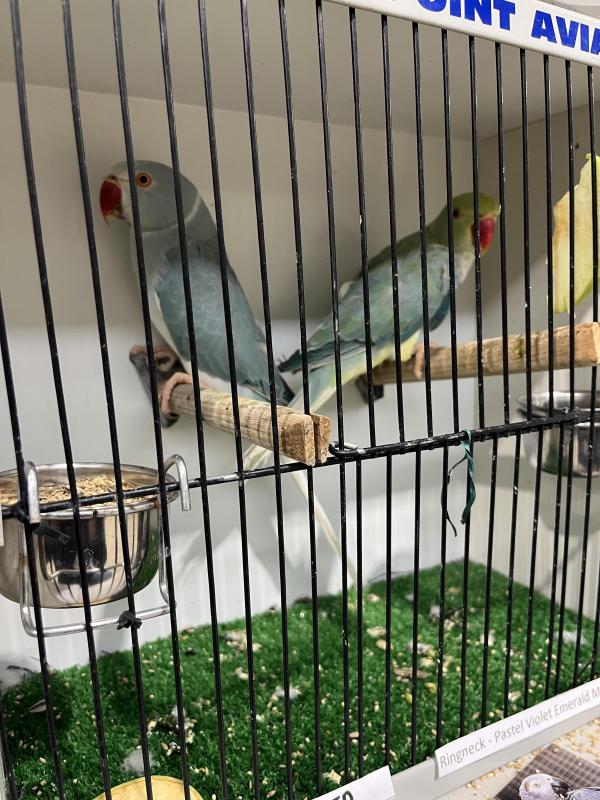 Blue Opaline CT Male + Pastel Violet Emerald Male Ringneck