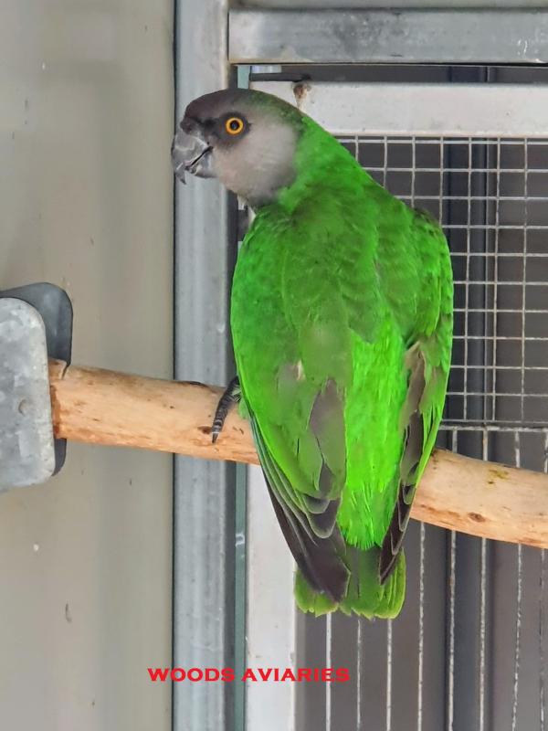 Senegal Pairs and Spare Males