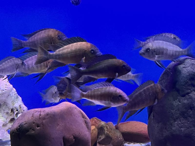 FS Petrochromis Red Bulu Breeding Colony