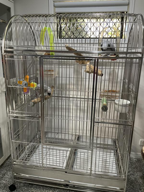 African Greys
