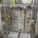 African Greys