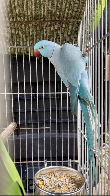 Mature Indian Ringnecks