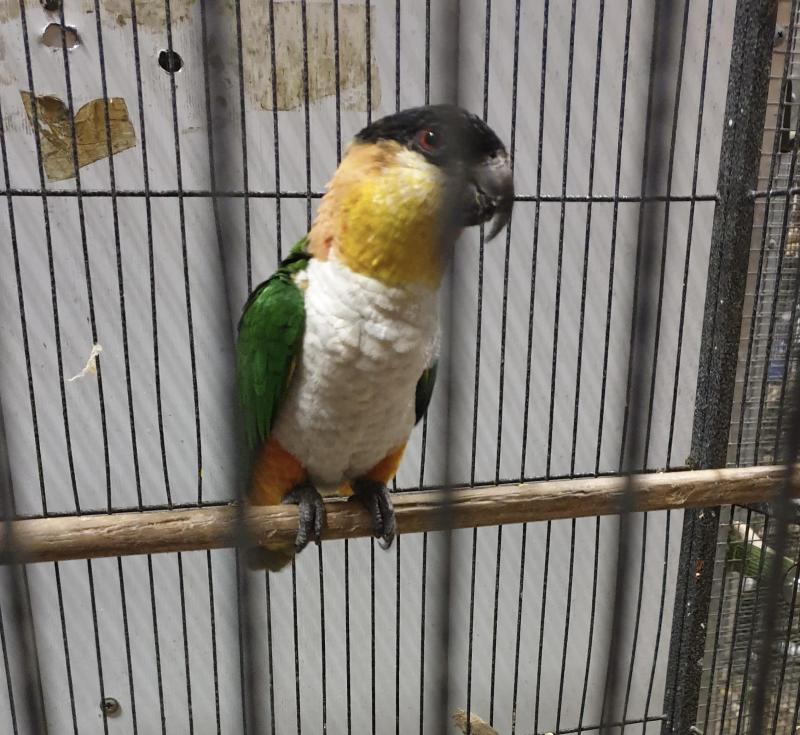 Black Headed Caique