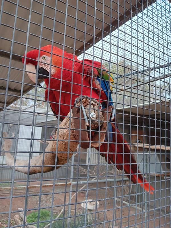 Scarlet Macaw