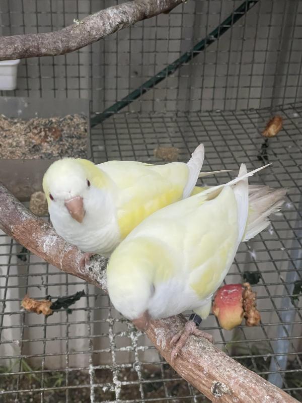 Cremino Quaker Hen