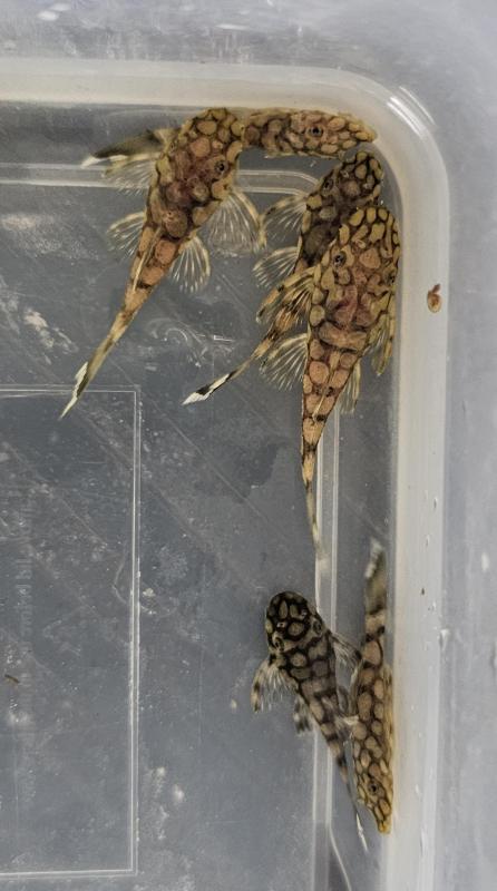 L519 Honeycomb Bristlenose