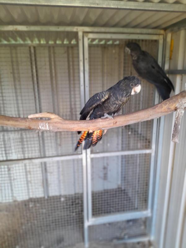 Red tailed black cockatoo