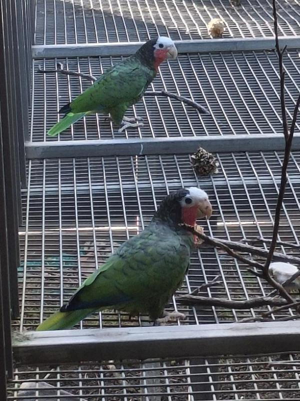 CUBAN Amazon's Bonded unrelated 8yr old pair