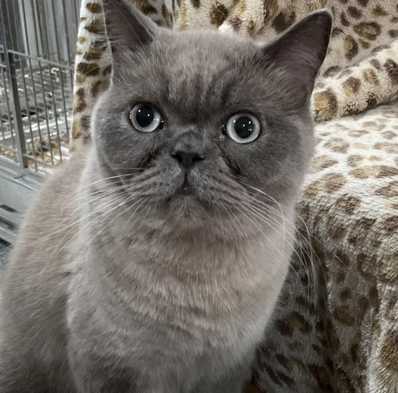 Rehoming British Short Haired Male