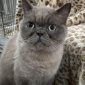 Rehoming British Short Haired Male