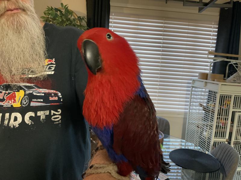 Female eclectus Parrot