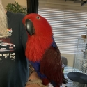 Female eclectus Parrot