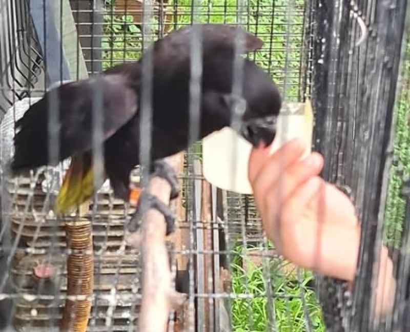 hand reared black loris