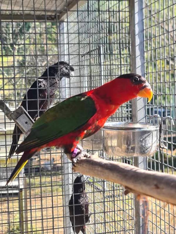 hand reared black cap lory