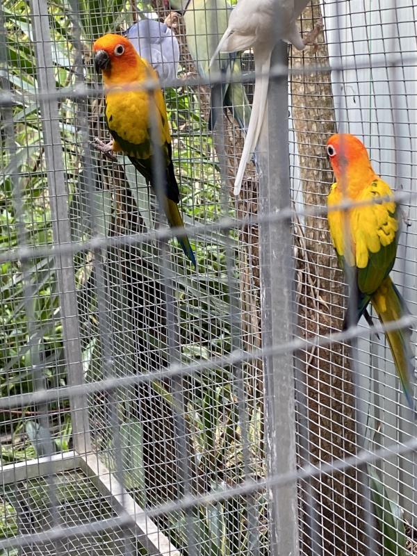 Sun conures