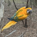 Macaws