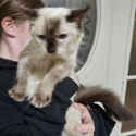 Adult and young ragdolls  pedigreed