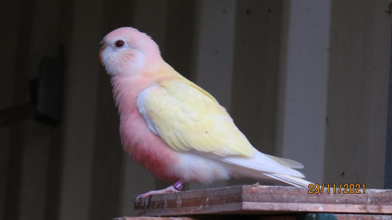 SPLIT LUTINO BOURKE PARROTS