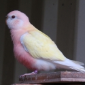 SPLIT LUTINO BOURKE PARROTS