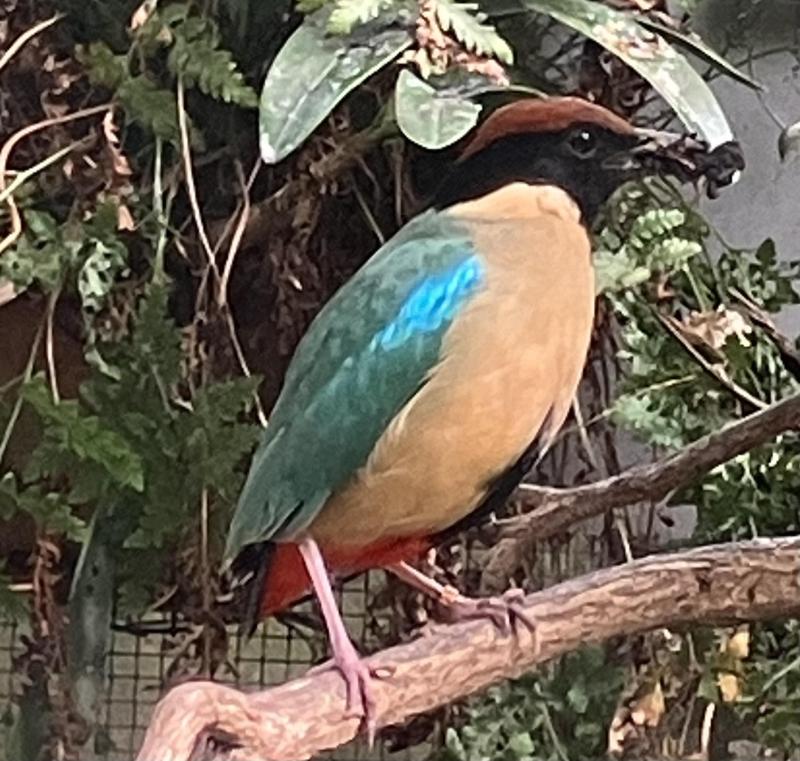 Noisy Pittas