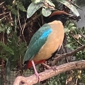 Noisy Pittas