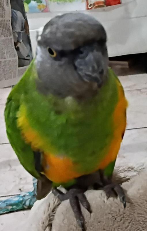 Senegal female handraised mature