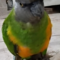 Senegal female handraised mature