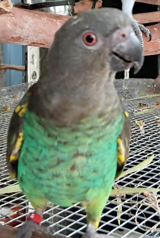 Myers dna male 1yr old