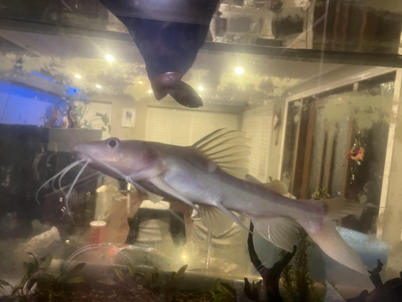 Albino shovel nose catfish roughly 450mm