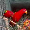 Yellow Back Chattering Lorries