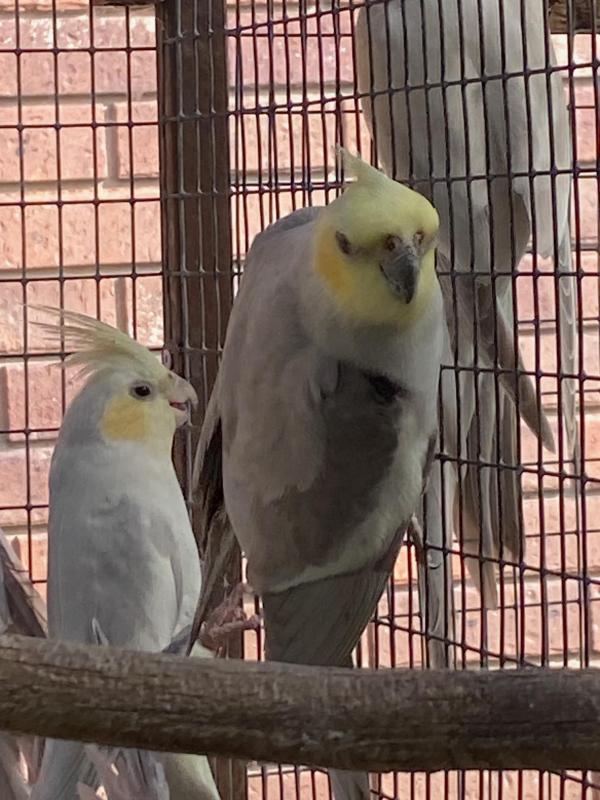 whiteface pastel silver males whiteface pastel silvers