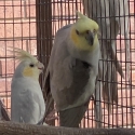 whiteface pastel silver males whiteface pastel silvers