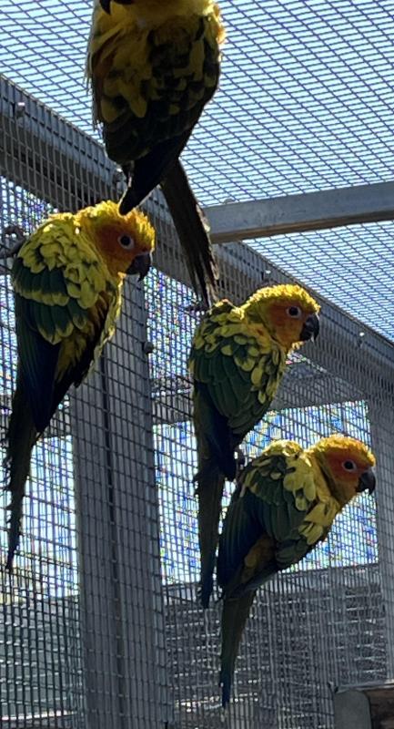 Sun Conure Hens