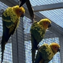 Sun Conure Hens