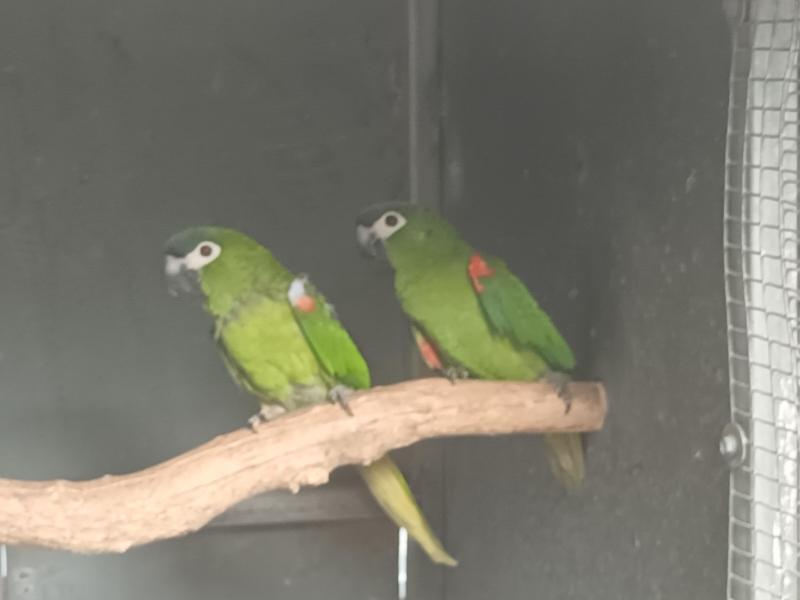Hahns macaws unrelated pair DNA parent raised