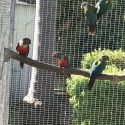 Crimson Belly Conures