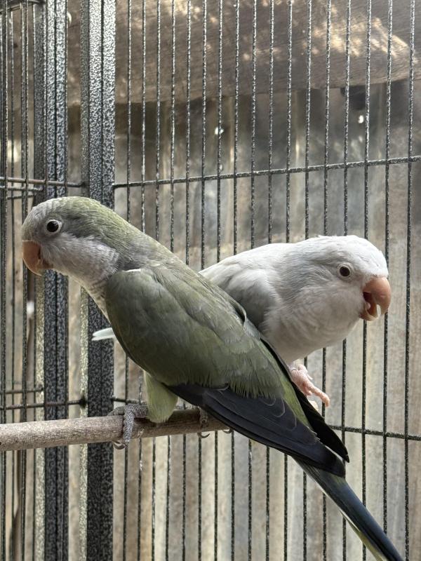 Quaker pairs