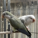 Quaker pairs