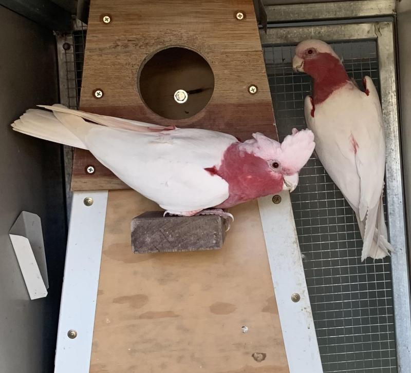 Lutino Galahs