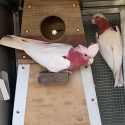 Lutino Galahs