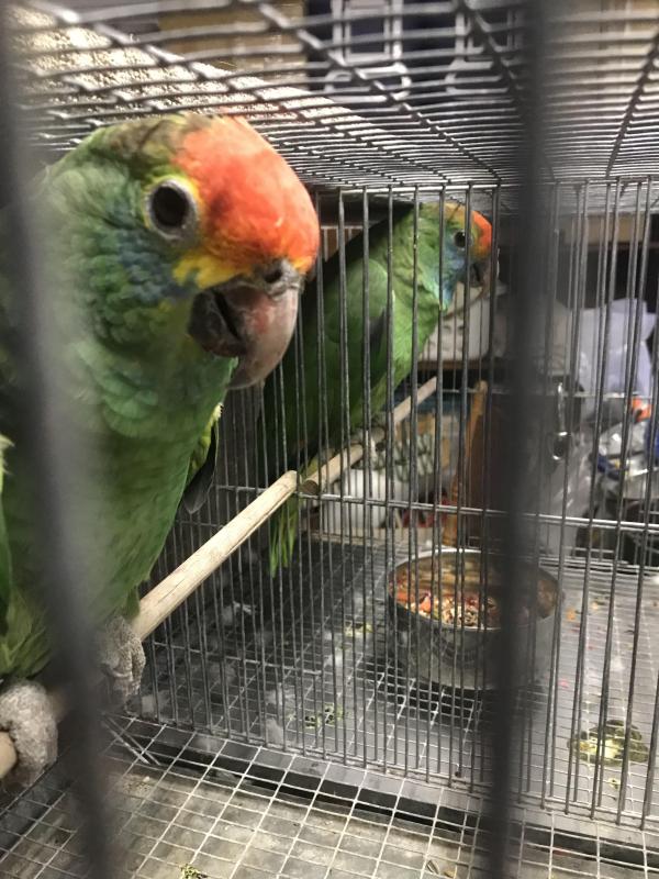 Red Browed Amazons