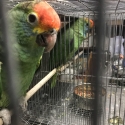 Red Browed Amazons
