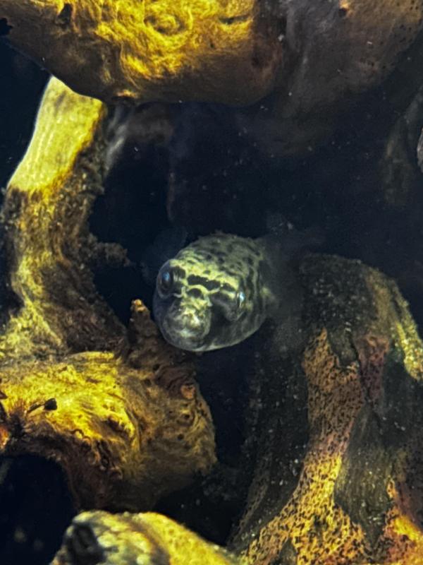 Fahaka Puffer fish