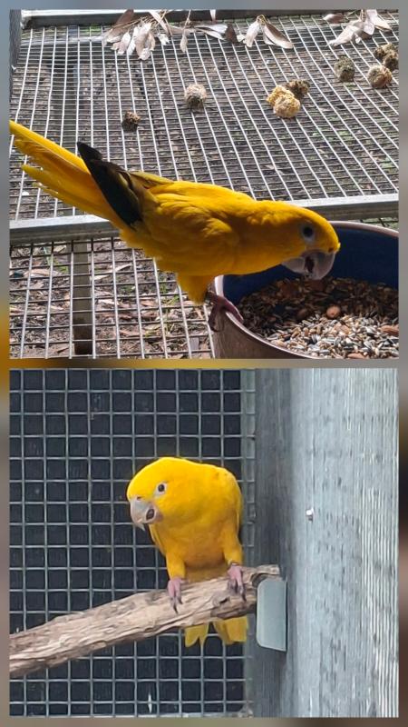 GOLDEN CONURE pair