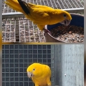 GOLDEN CONURE pair