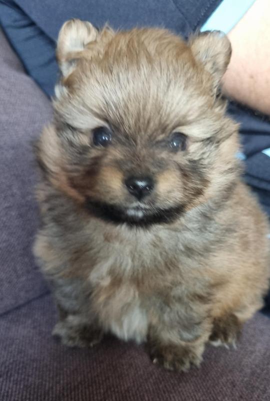 Purebred Male Pomeranian Pup